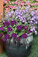 Plant container with Verbena Wildfire Dark Purple and Angelonia Archangel Purple