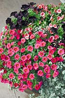 Plant container with Calibrachoa Cabaret ™Cherry Rose Impr., Calibrachoa Can Can Rose Star, Plectranthus and Petunia Black Velvet