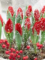 Christmas decoration with Tulipa Single Early Brillant Star and snowflakes