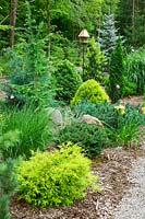 Garden scenery with Coniferes and perennials