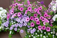 Annual flowers Sutera Baja White, Petunia Midi Soft Pink, Verbena Veralena™ Fancy Lavender in pot