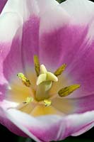 Tulipa Triumph Dreaming Maid