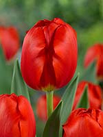 Tulipa Triumph Hans Dijkstal
