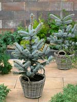 Picea pungens Hoopsii in pot