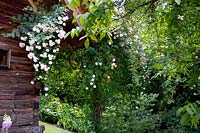 garden scenery with white climbing rose