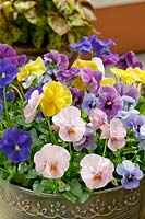 Viola Panola™ Springtime mixed colors in pot