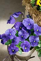 Viola Panola True Blue in pot