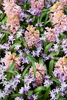 Spring impressions with Hyacinthus China Pink and Chionodoxa Pink Giant