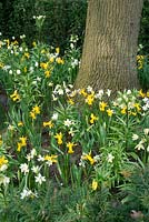 Spring impressions in the garden with Narcissus and Fritillaria