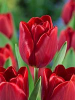 Tulipa Triumph Santana