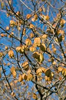 Staphylea trifolia in autumn