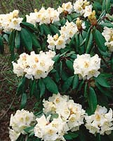 Rhododendron Skylton Fortescue