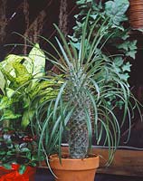 Pachypodium geayi in pot