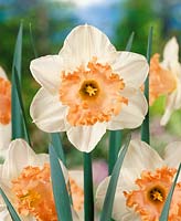 Narcissus Large Cupped Mon Cherie