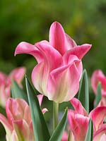 Tulipa viridiflora Florosa