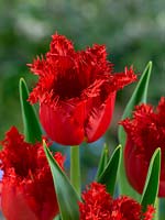 Tulipa Crispa Unity