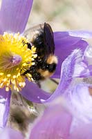 Bumble bee on Pulsatilla vulgaris subsp. grandis