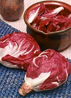 Cichorium intybus Rosso di Verona