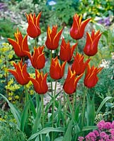 Tulipa Lily Flowered Queen of Sheba