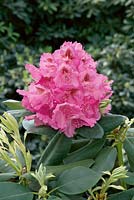 Rhododendron Hybride Frederic d'Honneur