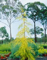 Cupressus macrocarpa Adelaide Gold