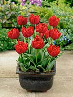Tulipa Double Early Stockholm in pot