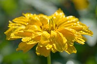 Impression with Heliopsis helianthoides and dewdrops