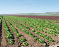 Salat - Feld / Lettuce field Oakleaf