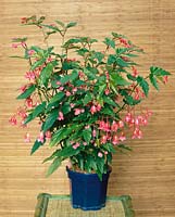 Begonia Luberon