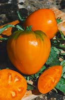 Tomate / Lycopersicon esculentum Coeur de Boeuf Orange