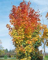 Acer saccharum Temple's Upright