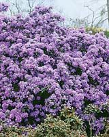 Rhododendron Penheale Blue