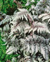 Athyrium niponicum Pewter Lace