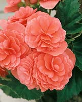 Begonia Non-Stop Rose Pink
