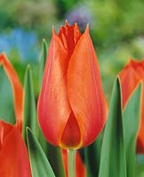 Tulipa Single Late Temple's Favourite
