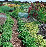 Kräutergarten mit Salvia Goldblatt, Salvia Purpurmantel, Artemisia Samson