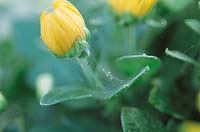 Spinnmilbe / Tetranychus urticae on Chrysanthemum x grandiflorum