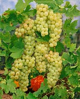 Vitis vinifera subsp. vinifera Chasselas de Maisac