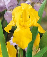 Iris x germanica Granada Gold