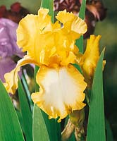Iris x germanica Radiant Apogee
