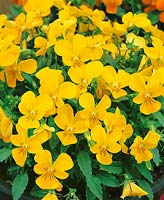 Viola Starlet Yellow