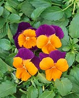 Viola Mambo Purple Orange Face