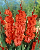 Gladiolus Red Matador