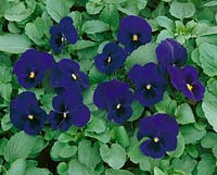 Viola-Wittrockiana-Hybriden Universal dark blue