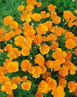 Eschscholtzia californica orange