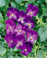 Viola Skippy Purple Bicolor