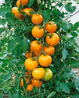 Tomate/Lycopersicon esculentum Bolzano / an der Pflanze