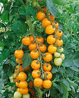 Tomate/Lycopersicon esculentum Orangino / an der Pflanze