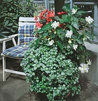 Sommerblumen mixed Begonia, Lamium / Patio / Terrasse
