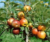 Apfel / Malus domestica Alkmene und McIntosh